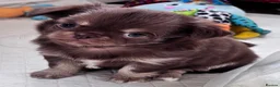 Chihuahua dogs for sale: chocolate tri long coat chihuahua puppies  - Advert 39