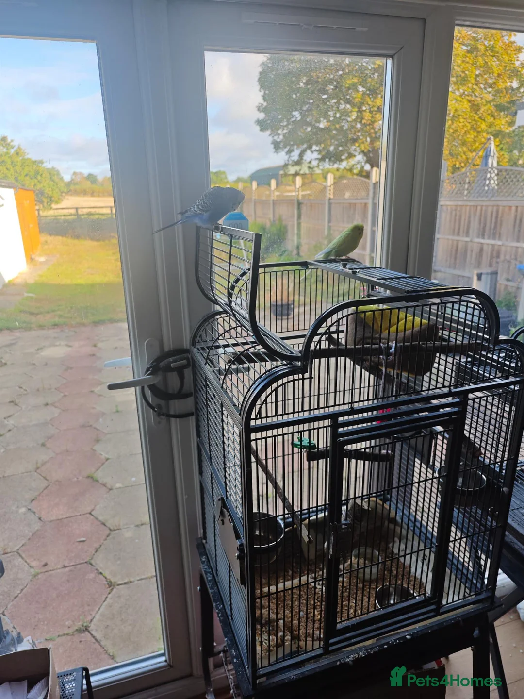 Budgerigars birds for sale:  Pair of yellow and blue budgies for sale in Harrow - Advert 3