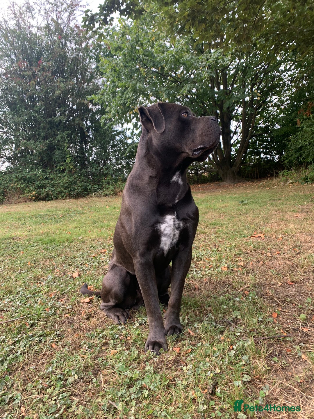 Cane Corso dogs for sale: Cane Corso 2 years old - Advert 3
