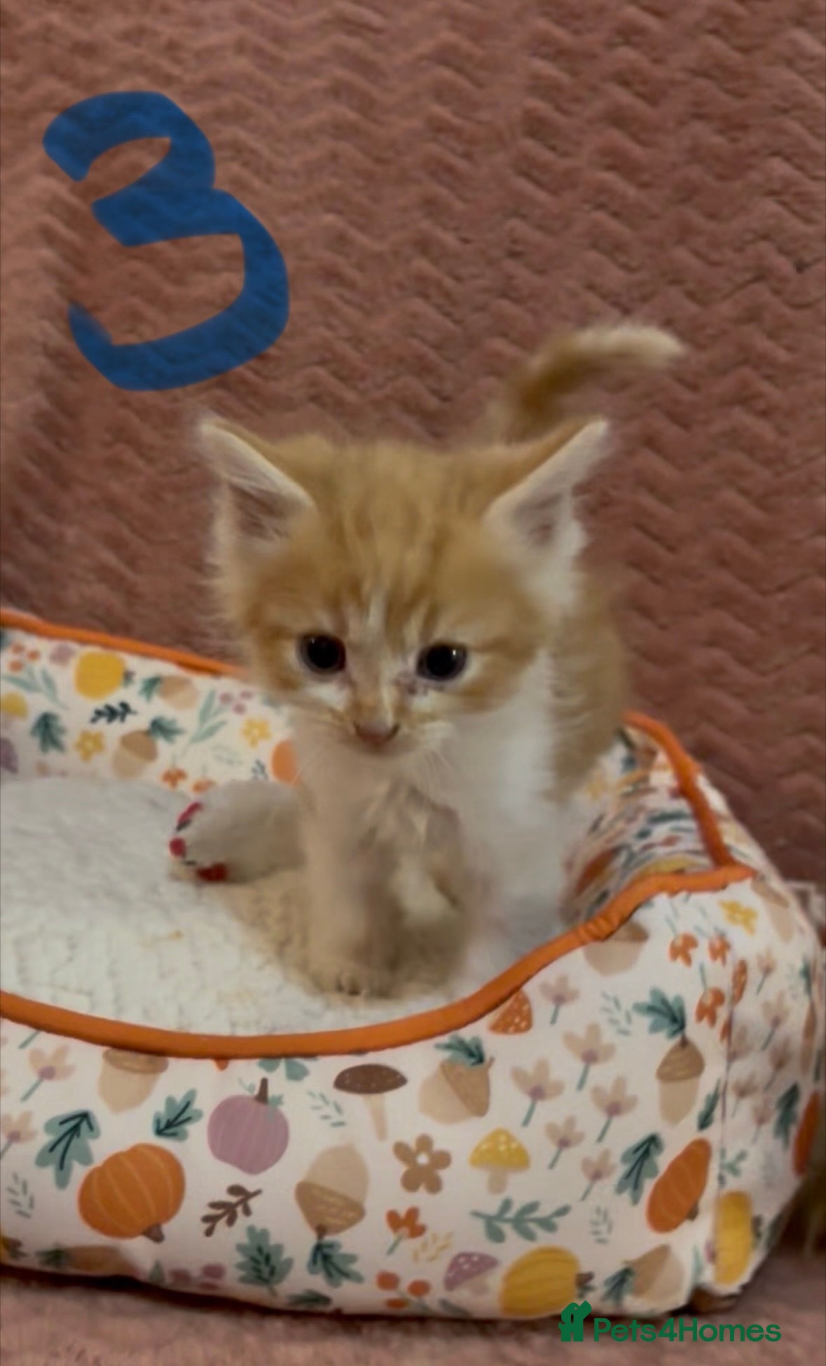 Mixed Breed cats for sale: 8 beautiful kittens ready for loving homes  - Advert 14