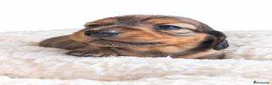 Miniature Dachshund 3