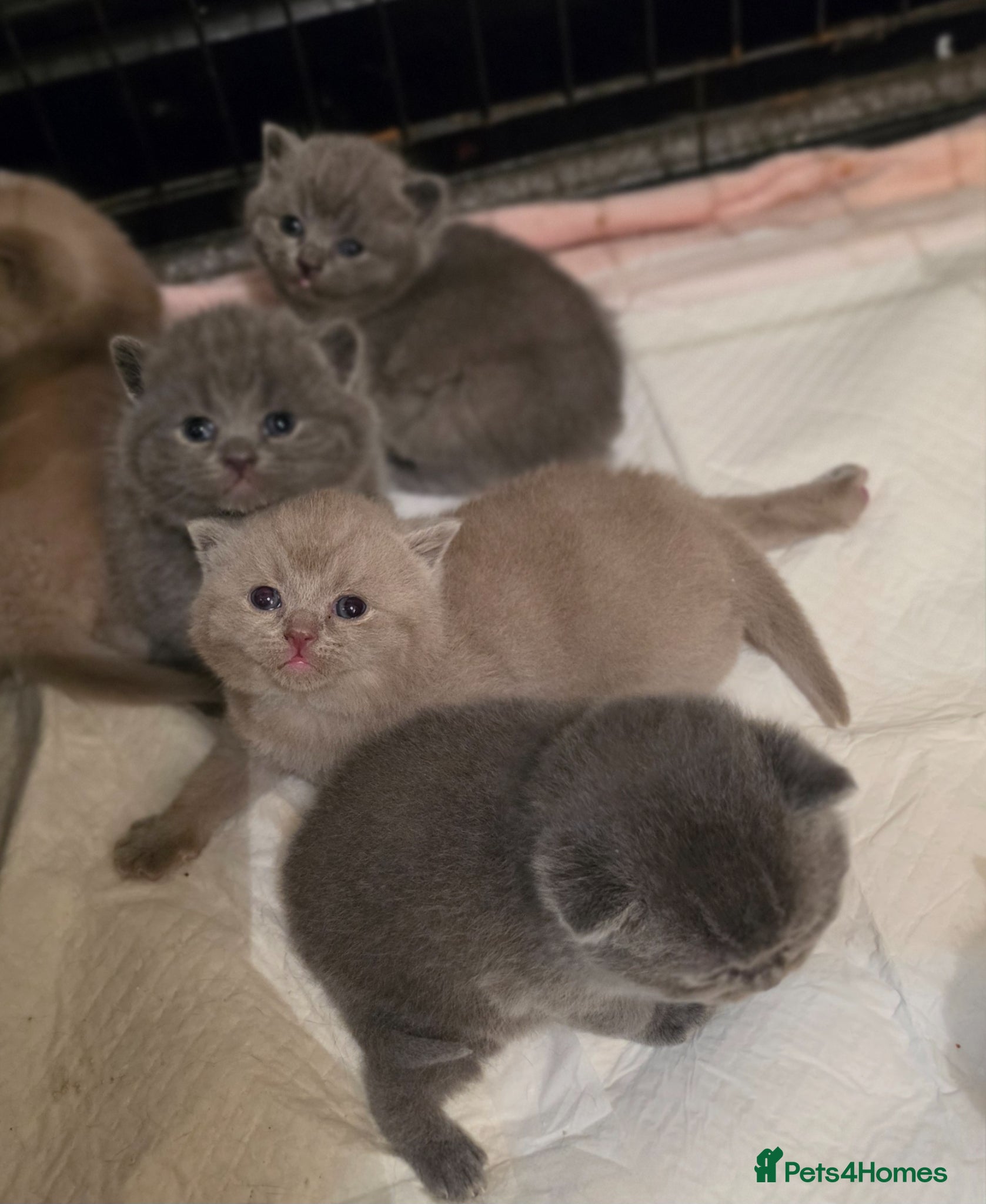 British Shorthair cats ​GCCF Registered(Active) British shorthair kittens - Advert 8