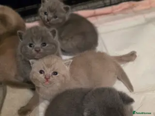 British Shorthair cats GCCF Registered(Active) British shorthair kittens - Advert 8