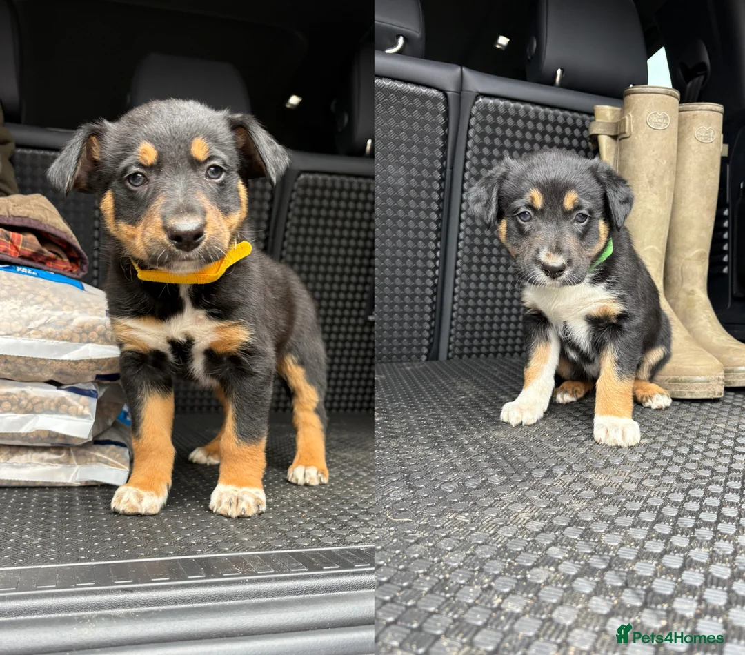 Mixed Breed dogs for sale: 2 male Collie x kelpie puppies for sale  - Advert 1