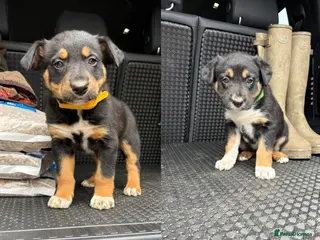 Mixed Breed dogs 2 male Collie x kelpie puppies for sale - Advert 10