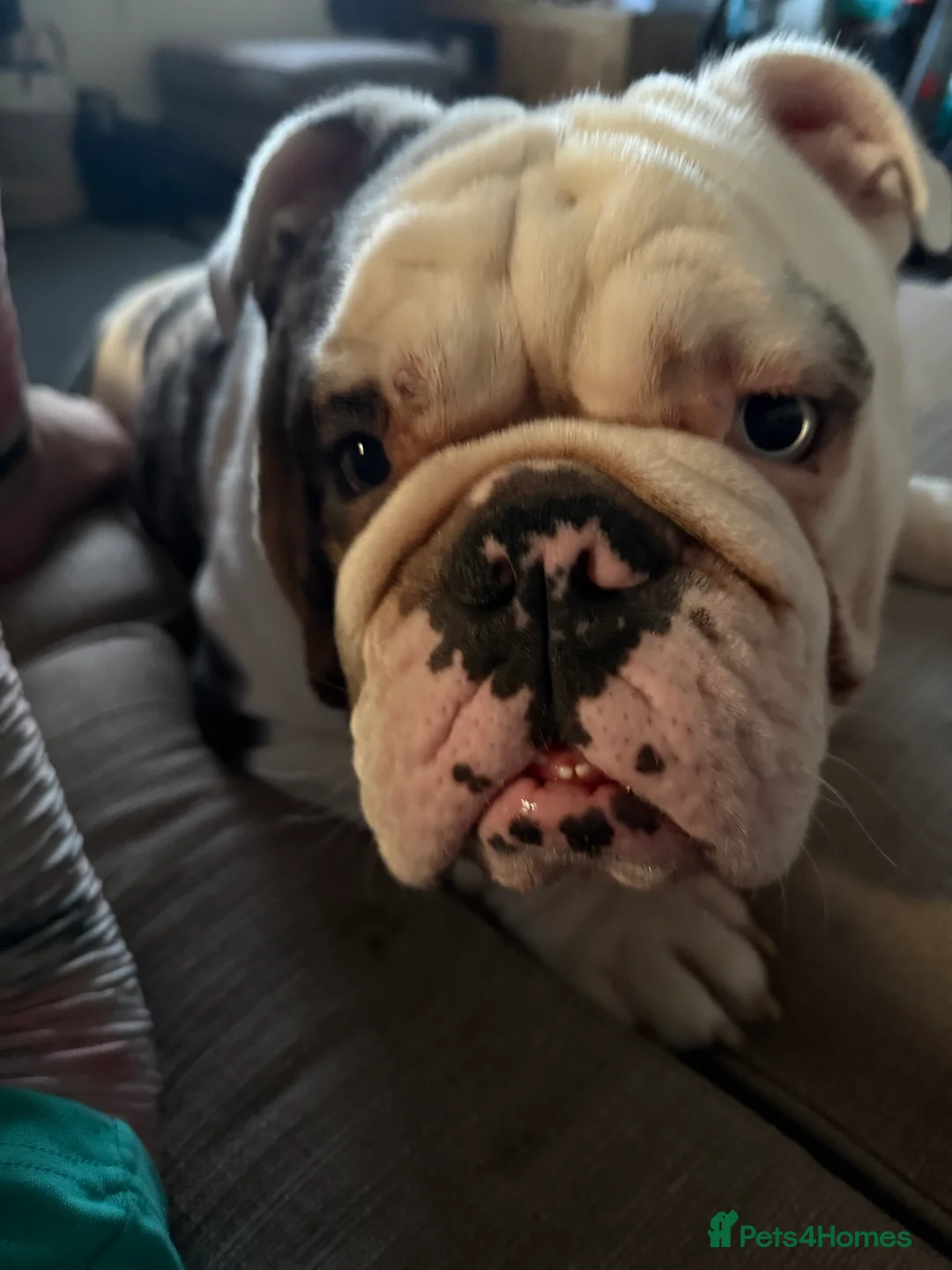 English Bulldog dogs for sale: Reggie looking for 5 star home  - Advert 17