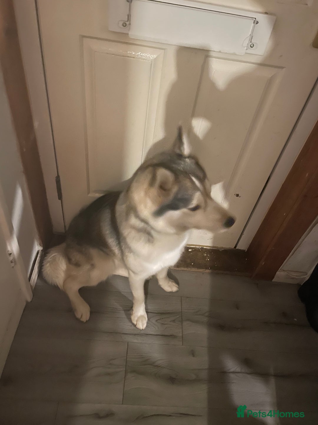 Siberian Husky dogs for sale: Dwarf Siberian husky male  - Advert 12