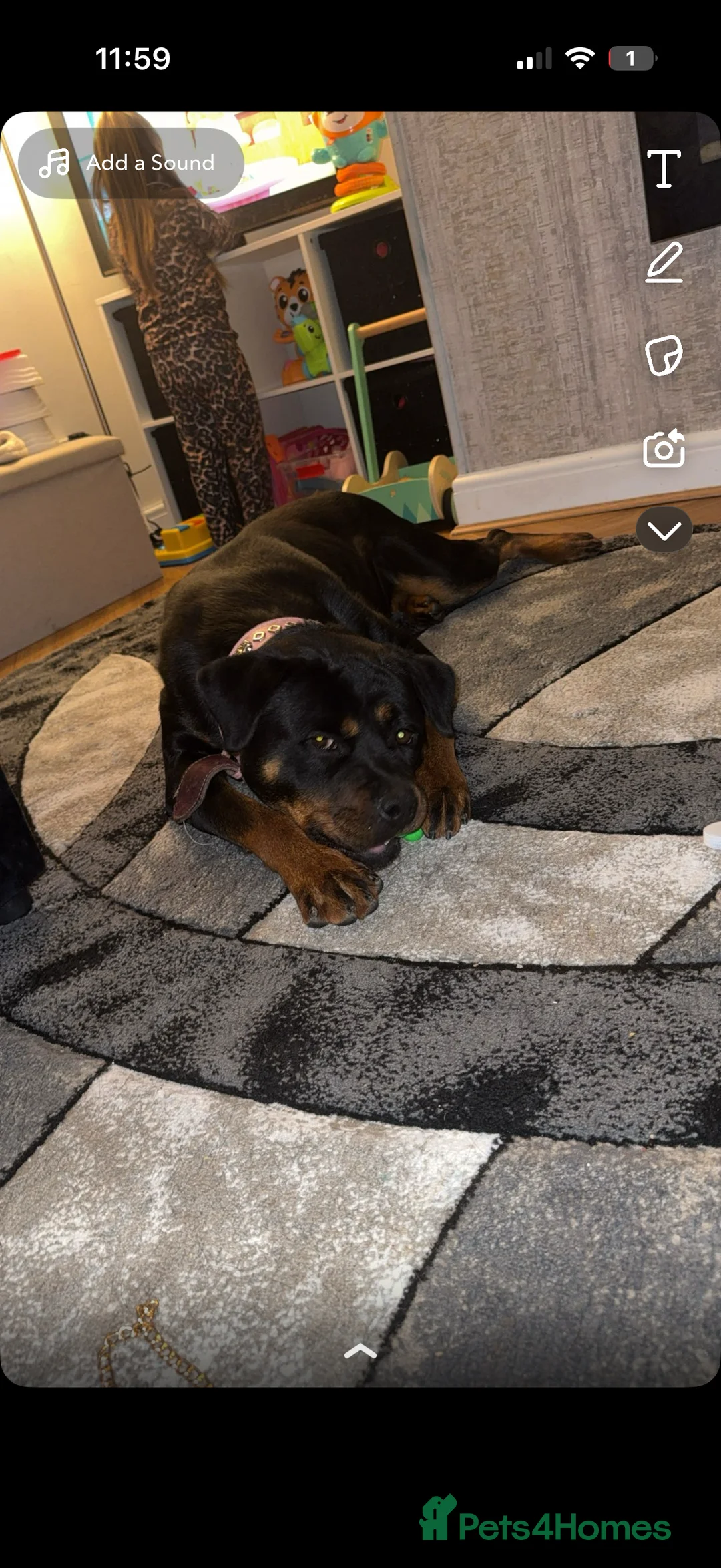 Rottweiler dogs for sale: 1 Year Old Rottweiler  - Advert 2