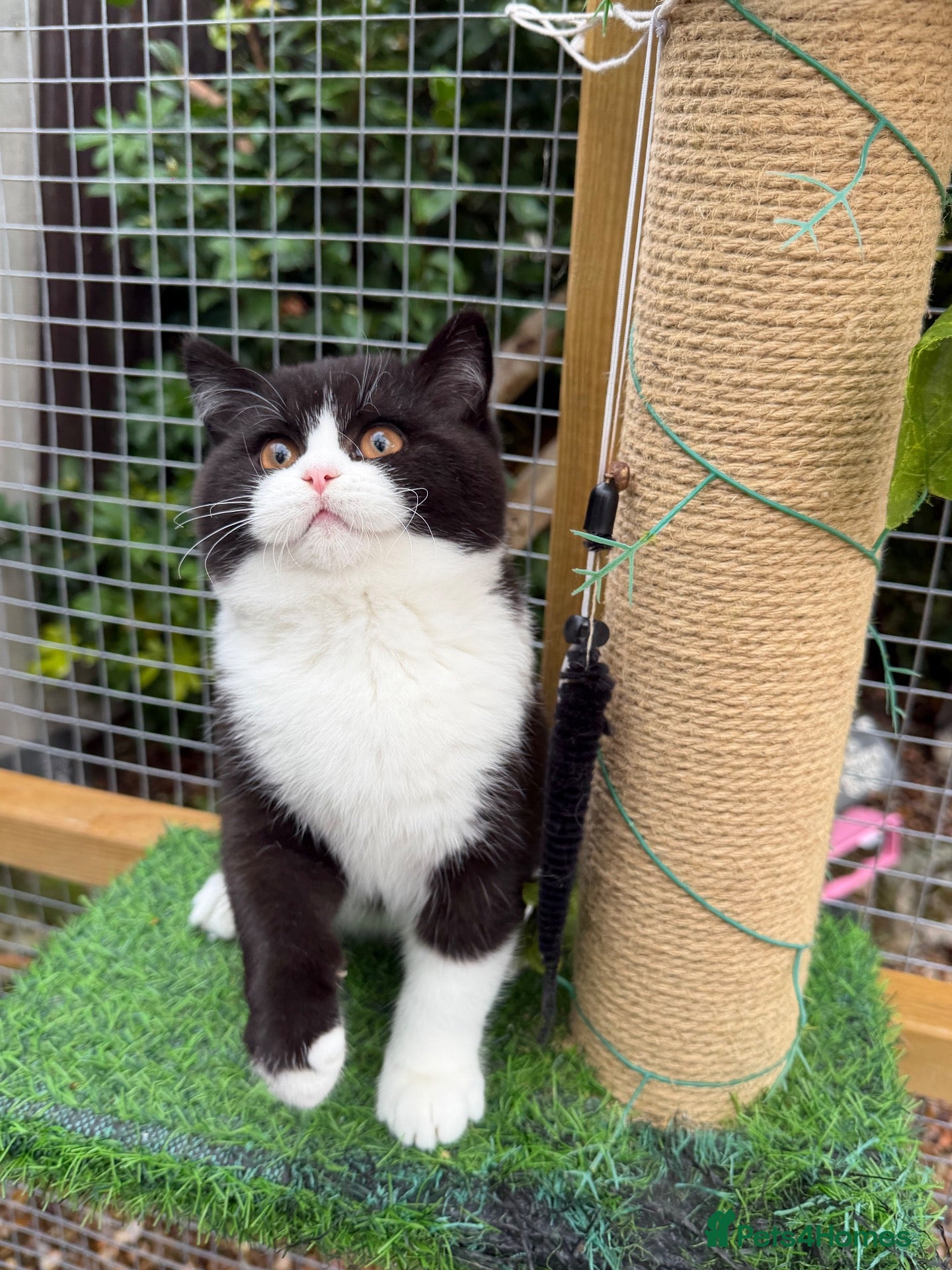 British Shorthair cats LAST 2 BIG, CHUNKY BSH KITTENS - Advert 2