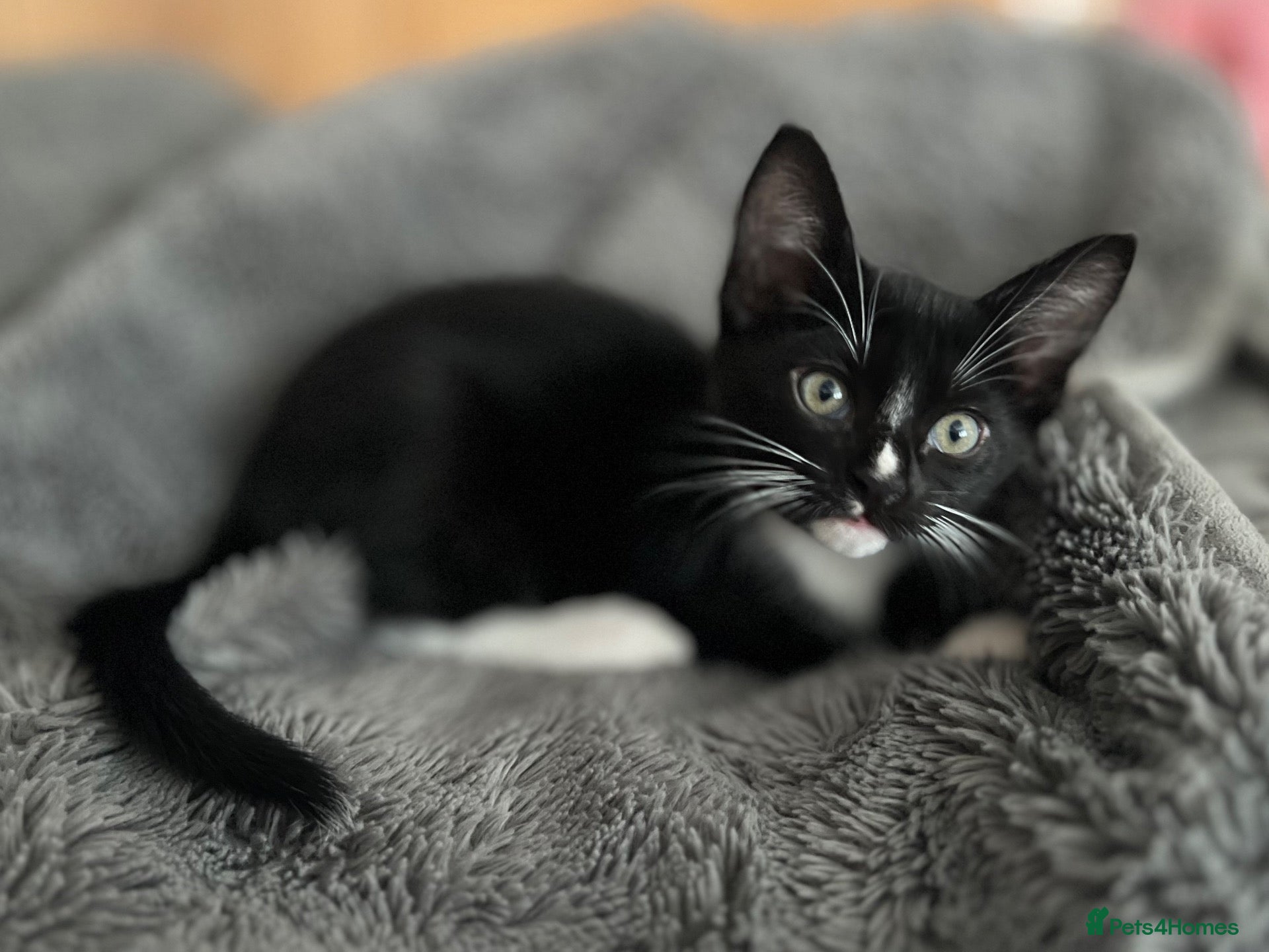Burmese cats Affectionate Burmese X Kittens – Ready Soon - Advert 4