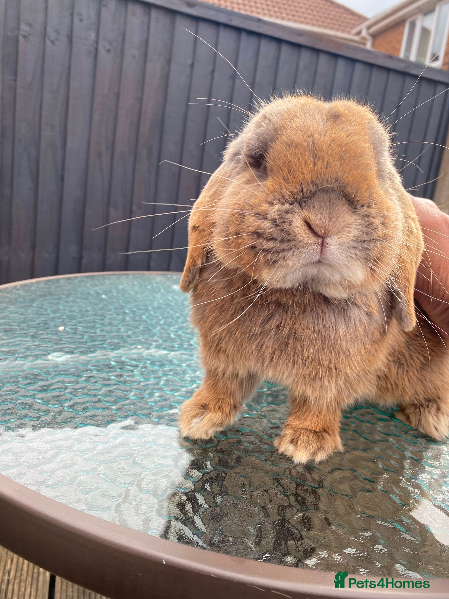 Mini Lop rabbits  Beautiful Mini Lop Male Rabbits for Sale - Advert 19