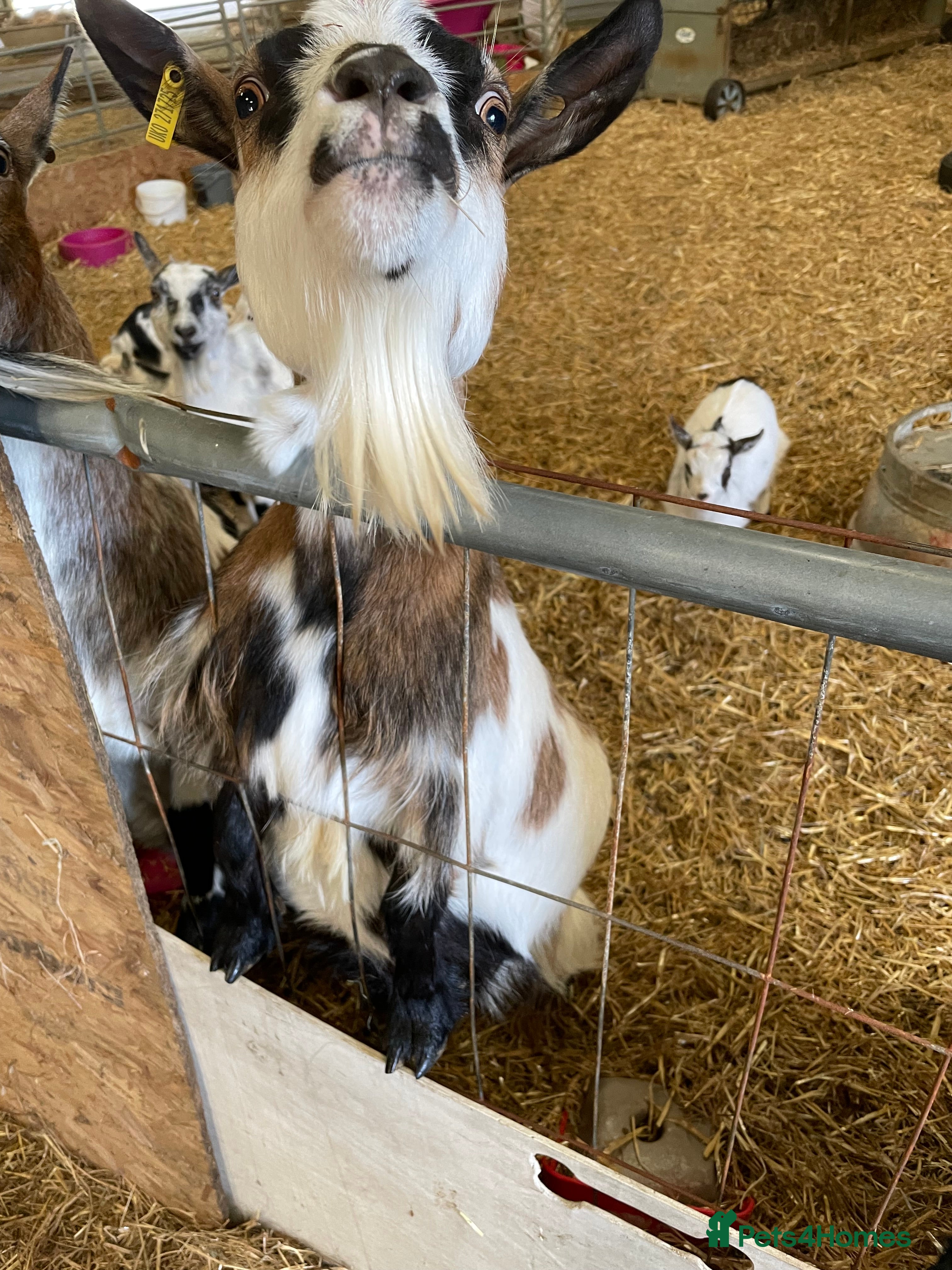 Goats livestock Disbudded Pygmy Goat (non breeding females) - Advert 3