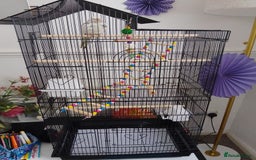 Cockatiels birds for sale: Cockatiel male 8 month - Image 2
