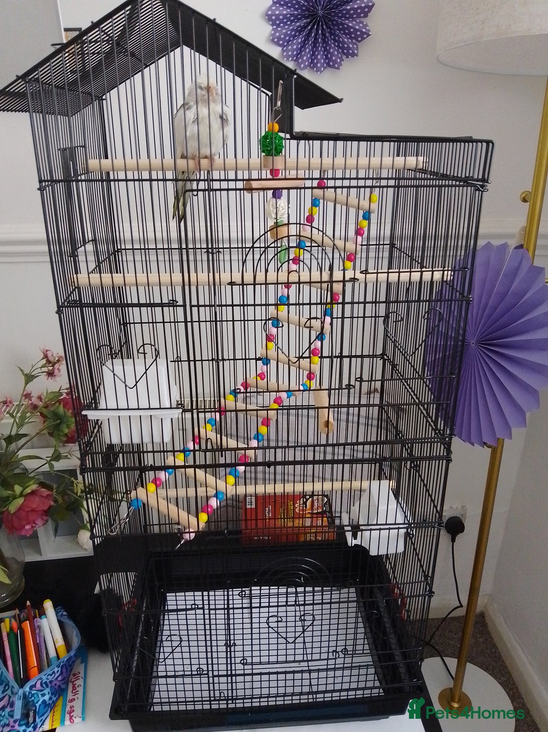 Cockatiels birds for sale: Cockatiel male 8 month - Image 2