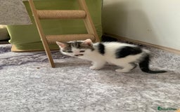 British Shorthair cats for sale: Gorgeous Kittens  - Image 29