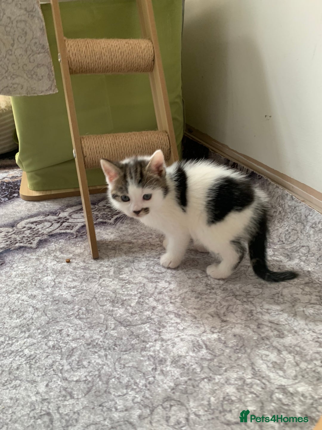 British Shorthair cats for sale: Gorgeous Kittens  - Image 29