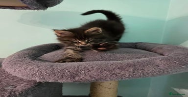Maine Coon cats - Advert 5