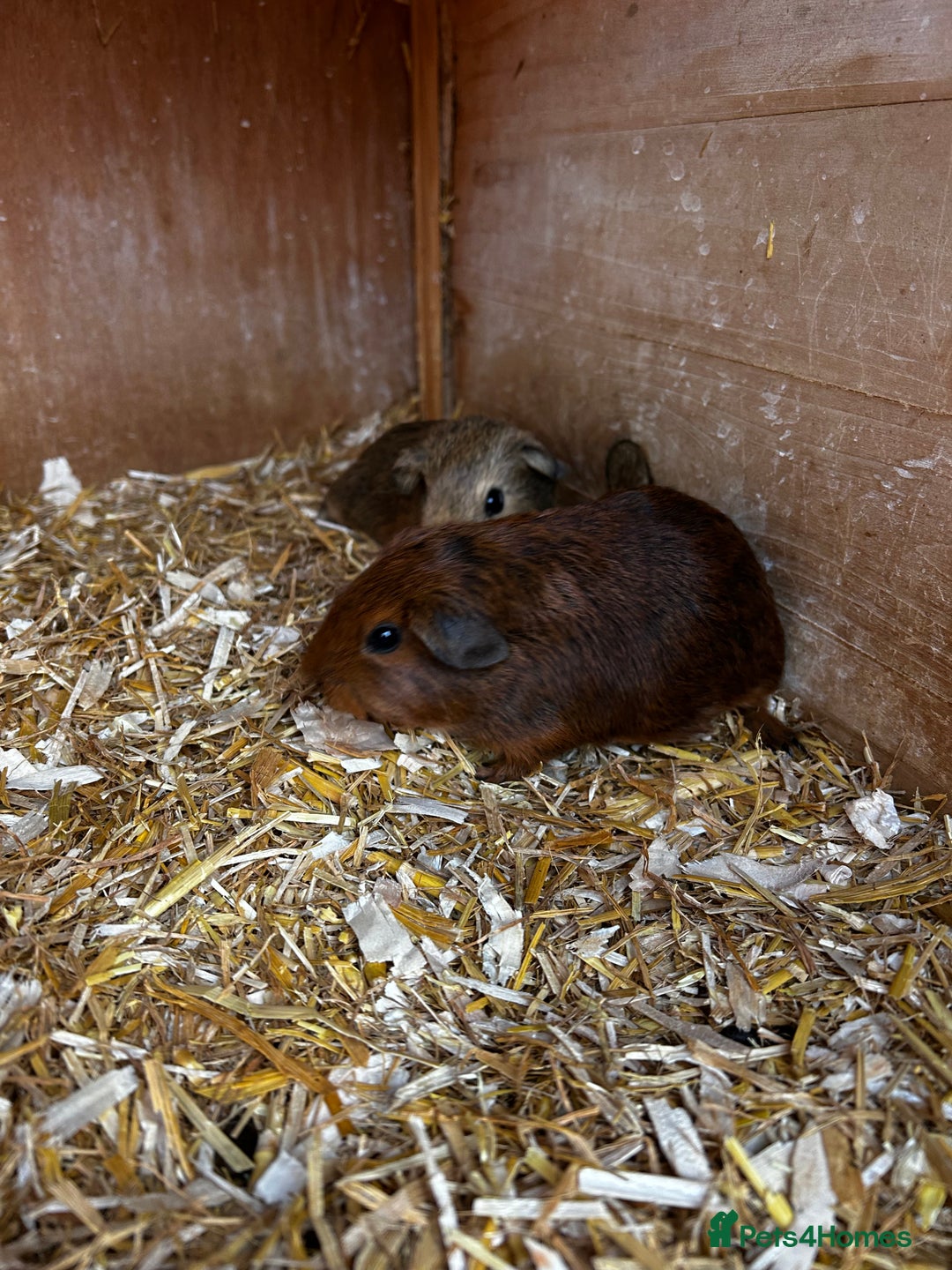 Guinea Pig rodents for sale: Guinea pigs babies looking for their forever homes - Image 2
