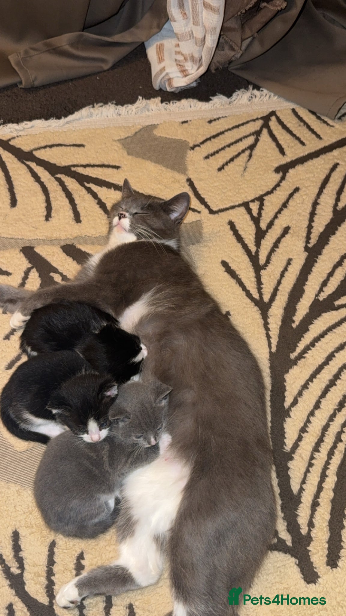 Mixed Breed cats 9 Beautiful Kittens Ready for Loving Homes - Advert 1