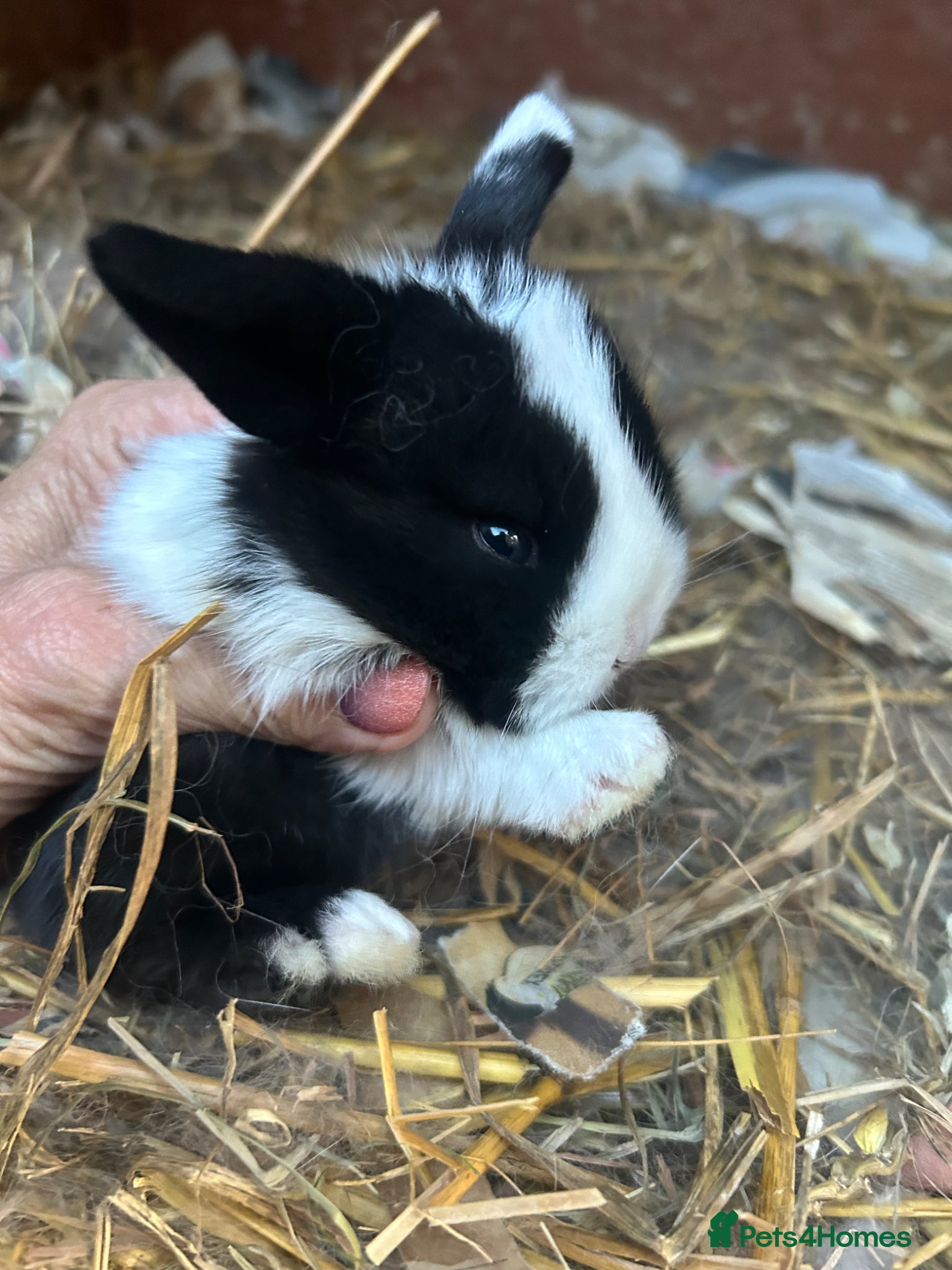 Mini Lop rabbits for sale: Stunning pure mini lop & Mini Rex X ML   - Advert 12
