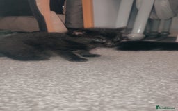 Mixed Breed cats for sale: 2 uniquely marked black kittens  - Image 5