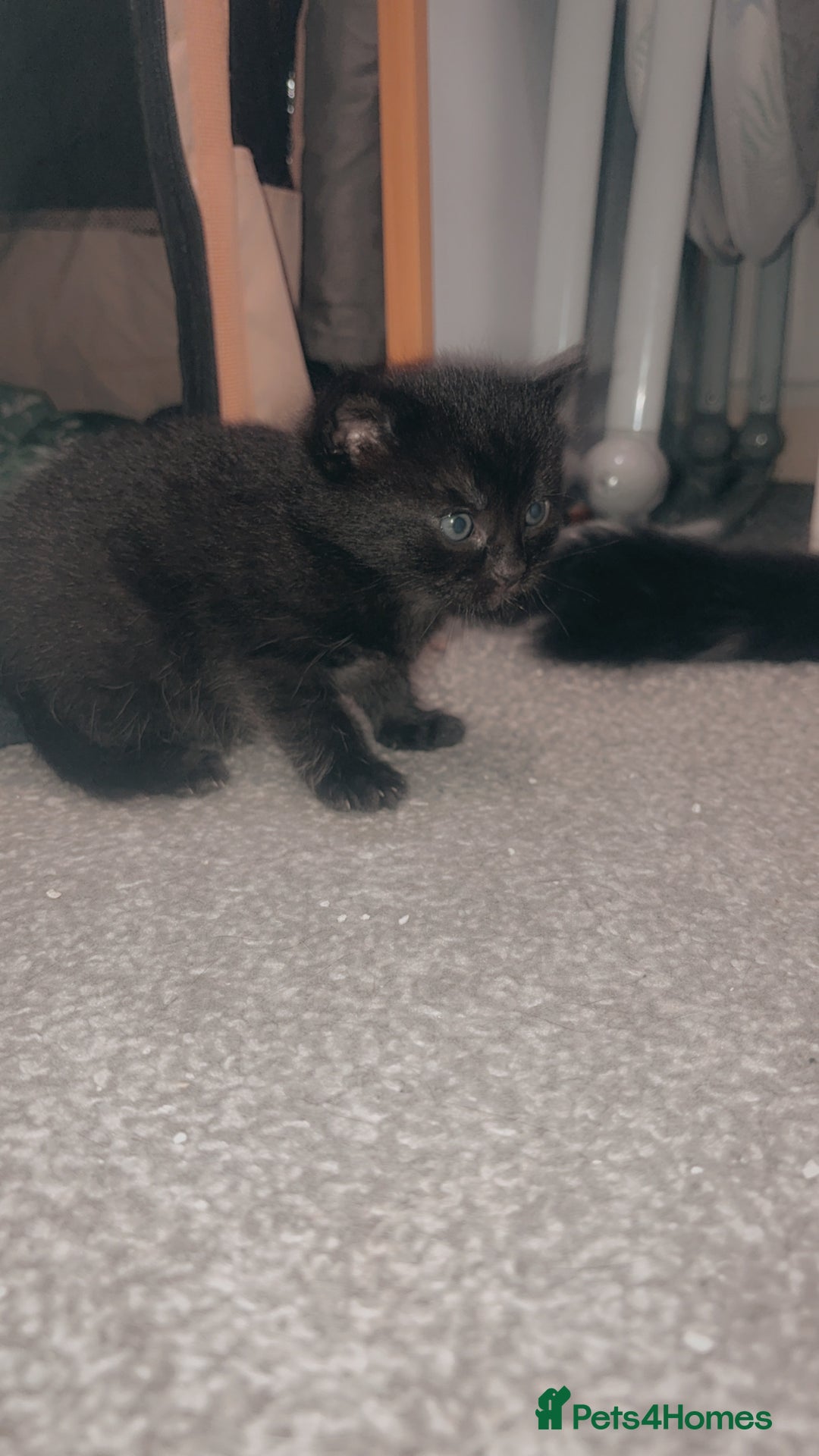 Mixed Breed cats for sale: 2 uniquely marked black kittens  - Image 5