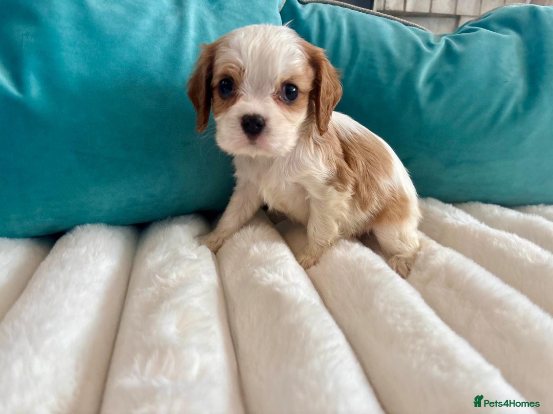 Cavalier King Charles Spaniel dogs for sale: Fully Health tested Cavalier King Charles Puppies  - Image 8
