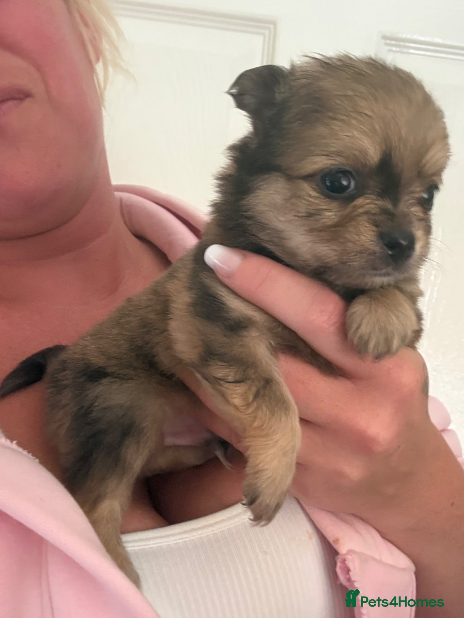 Pomchi dogs Pomchi Puppies - Advert 1