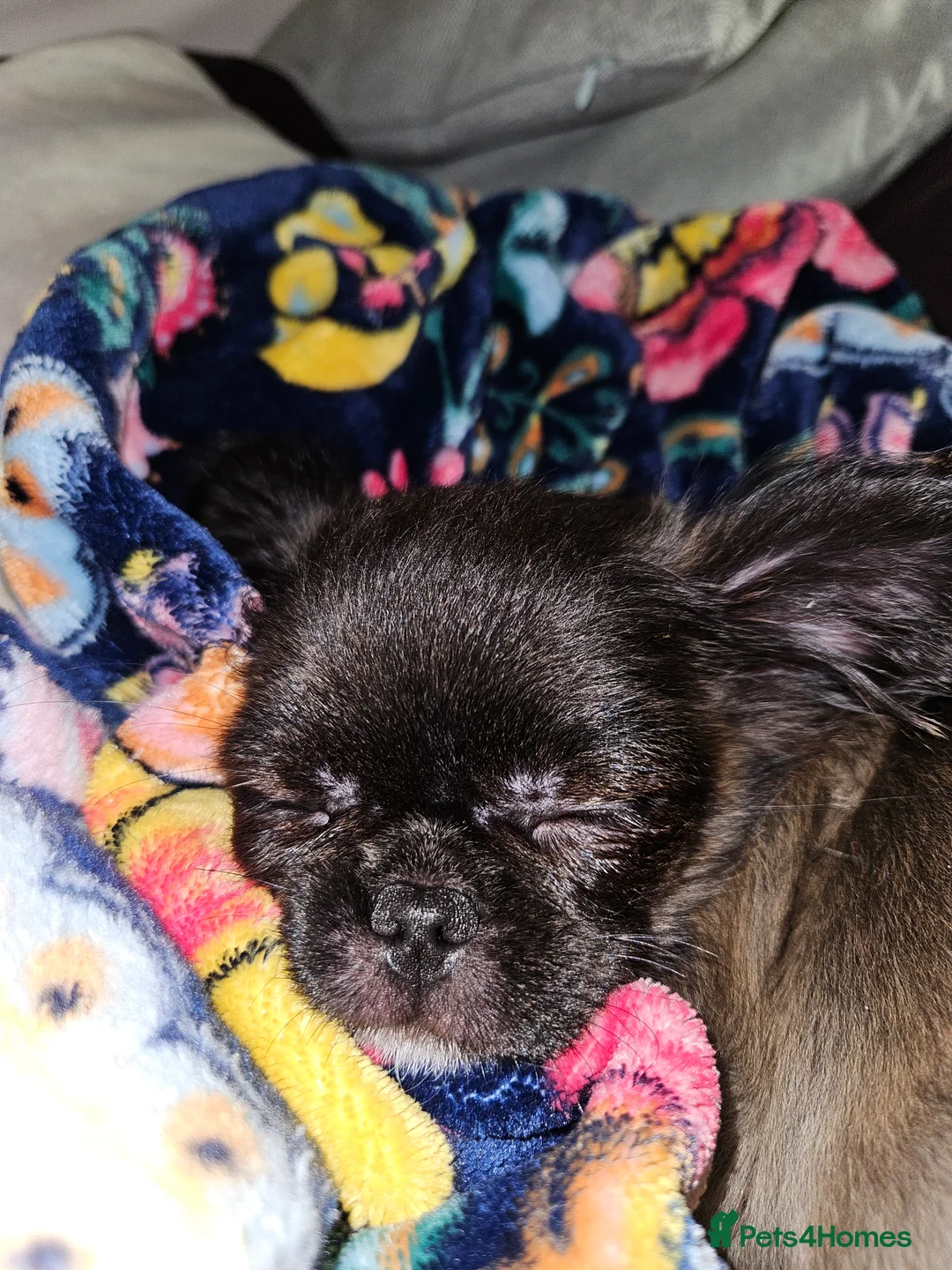 Chihuahua dogs for sale: Bow, long haired apple head chihuahua  - Advert 8