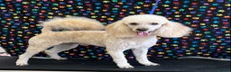 Miniature Poodle dogs for sale: MINIATURE POODLE  neutered male 4yrs old - Advert 7