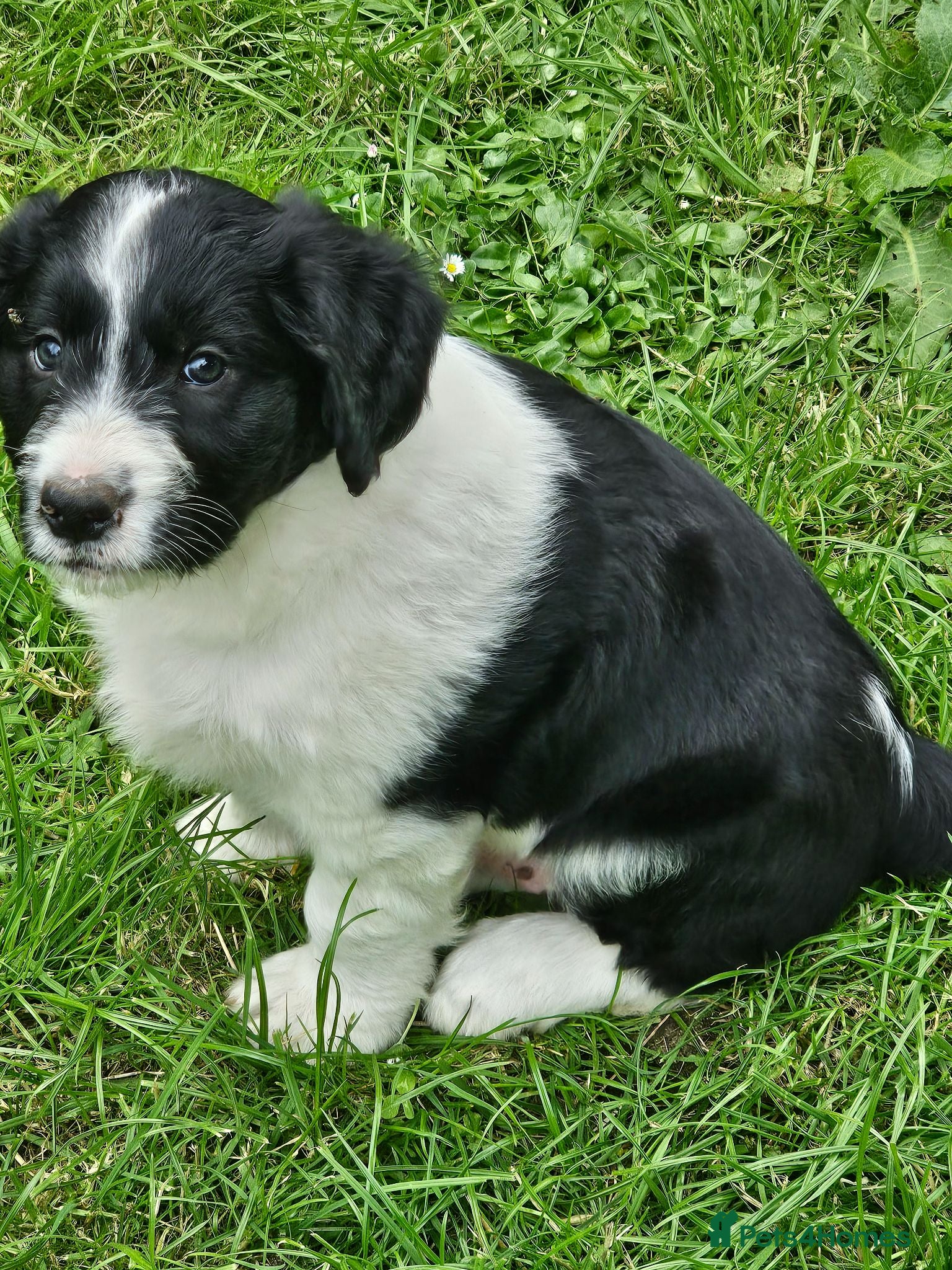 Bordoodle dogs Handsome doodle boy pups - Advert 1