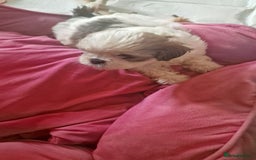 Shih Tzu dogs for sale: 🐾 Amazing Purebred Shih Tzu Puppies Crawley 🐾 - Advert 13