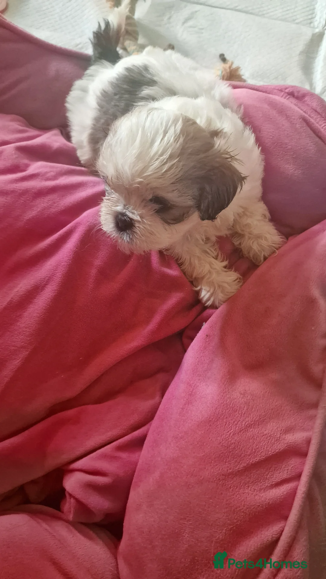 Shih Tzu dogs for sale: 🐾 Amazing Purebred Shih Tzu Puppies Crawley 🐾 - Advert 13