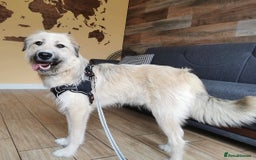 Mixed Breed dogs for adoption: 💙🐶 COOPER 🐶💙 - Image 9