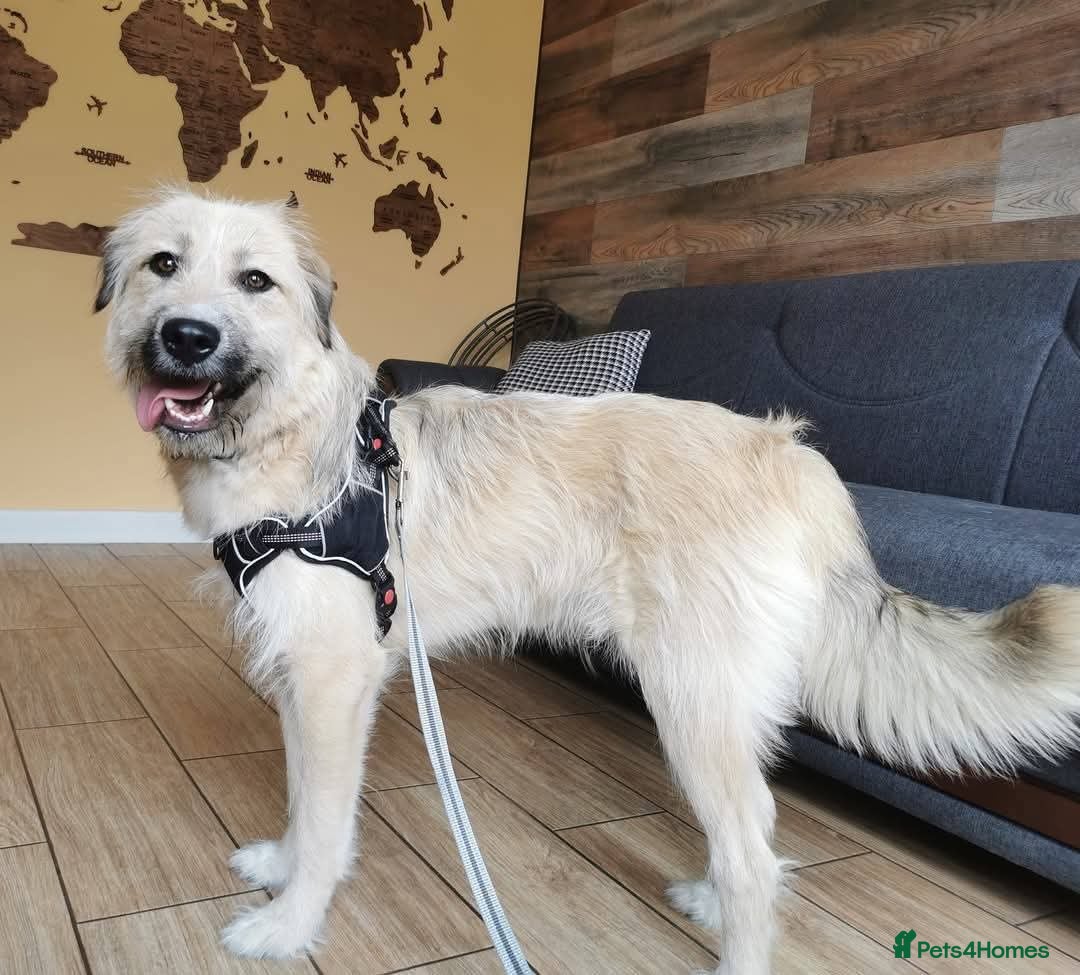 Mixed Breed dogs for adoption: 💙🐶 COOPER 🐶💙 - Image 9