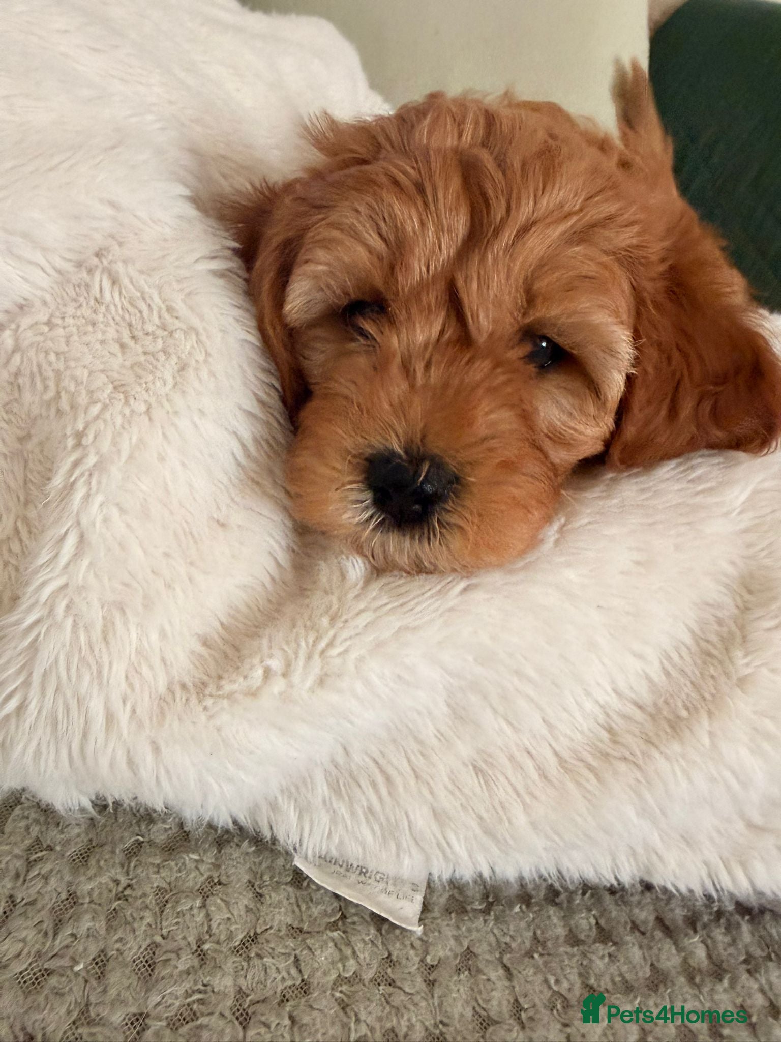 Cavapoo dogs One gorgeous Cavapoo boy left  - Advert 2