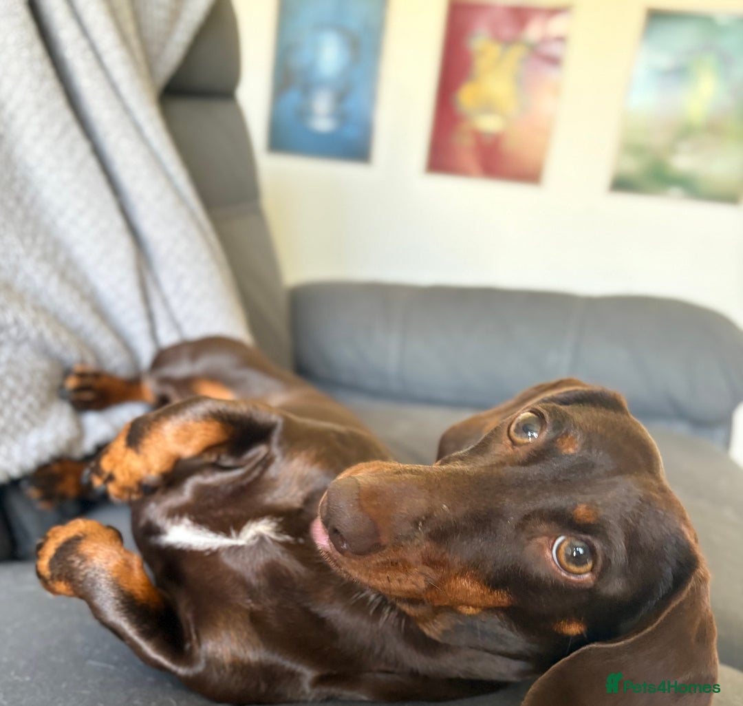 Miniature Dachshund dogs for sale: Loved Dachshund sadly ready for new chapter - Image 5