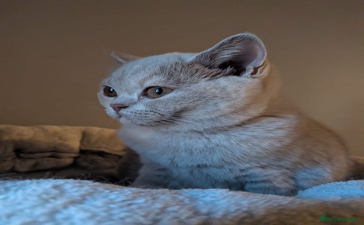 British Shorthair cats GCCF Registered Championship Line BSH Kittens - Advert 13