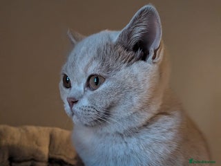 British Shorthair cats GCCF Registered Championship Line BSH Kittens - Advert 14