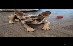 French Bulldog dogs for sale: Gorgeous girl 8 months - Image 1