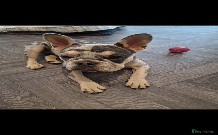 French Bulldog dogs - Advert 8