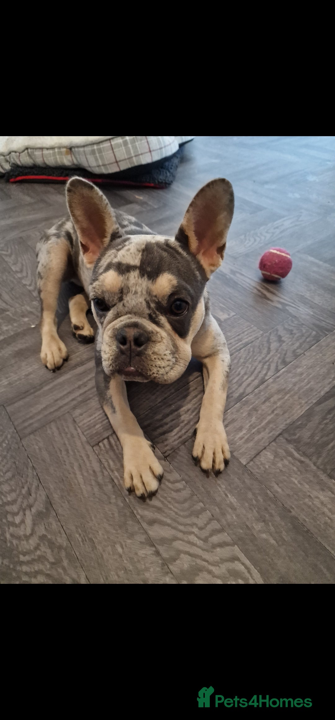 French Bulldog dogs for sale: Gorgeous girl 8 months - Image 1