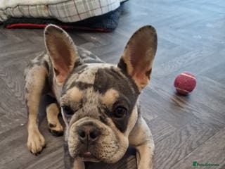 French Bulldog dogs Gorgeous girl 12 months - Advert 16