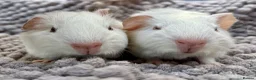 Guinea Pig rodents for sale: Pair of girl and boy baby guinea pigs - Advert 6