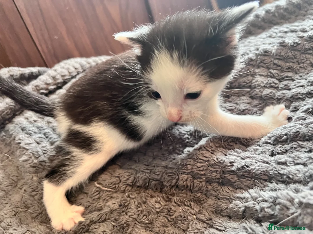 Mixed Breed cats for sale: Gorgeous Snowshoe, Black/White, Black Kittens 🐱 - Advert 23