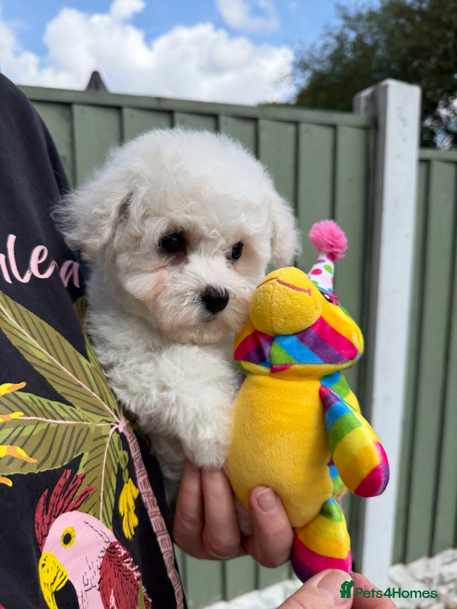 Bichon Frise dogs Stunning Bichon Frise Puppies - Advert 1