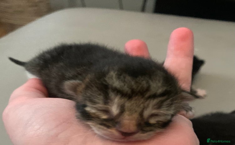 Mixed Breed cats 5 beautiful kittens all need loving homes - Advert 16