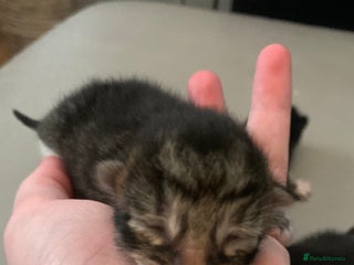 Mixed Breed cats 5 beautiful kittens all need loving homes - Advert 14