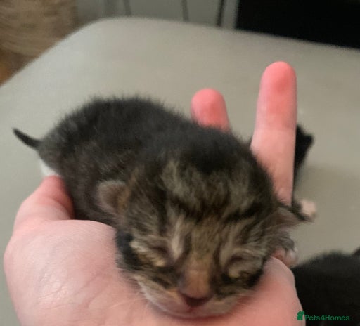 Mixed Breed cats 5 beautiful kittens all need loving homes - Advert 16