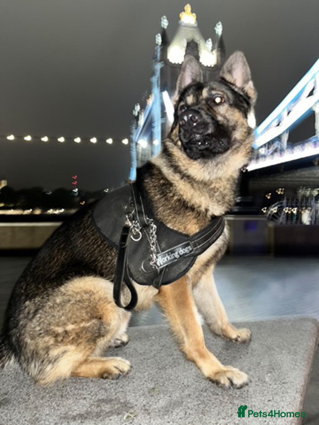 German Shepherd dogs for sale: German Shepherd puppy Kc registered champion lines - Advert 5